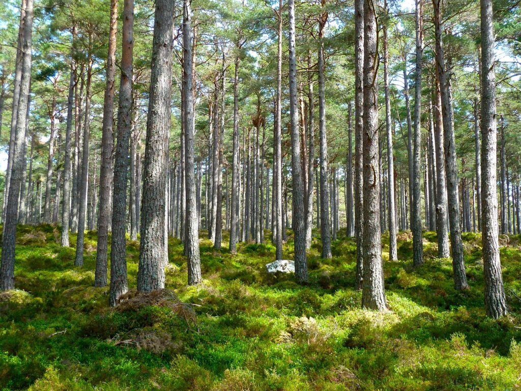 forest, trees, nature-272595.jpg